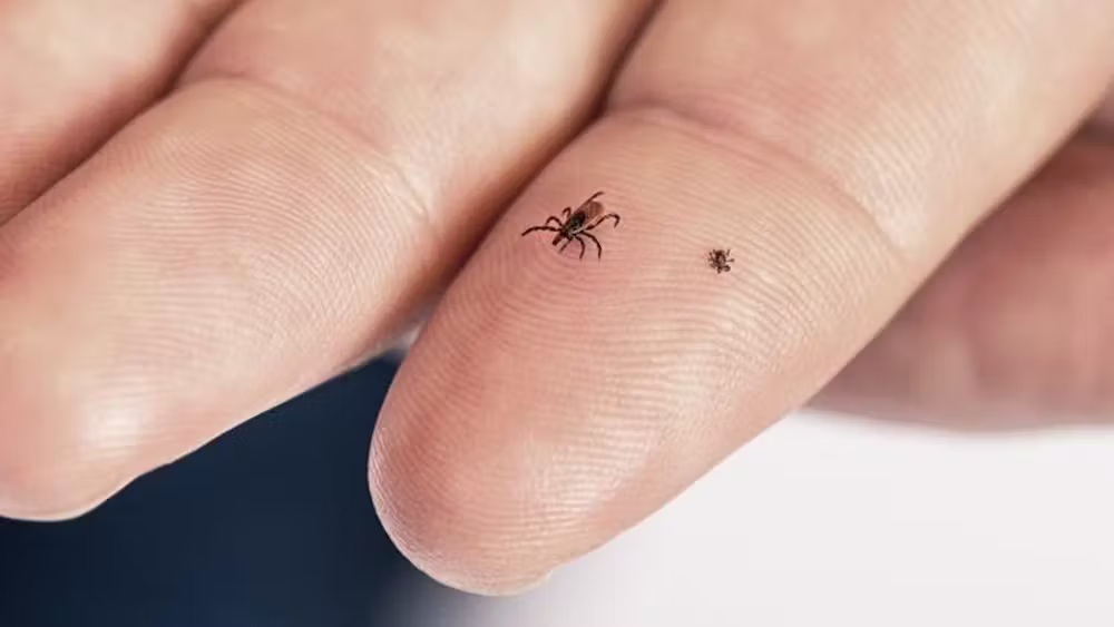 2 ticks on a finger