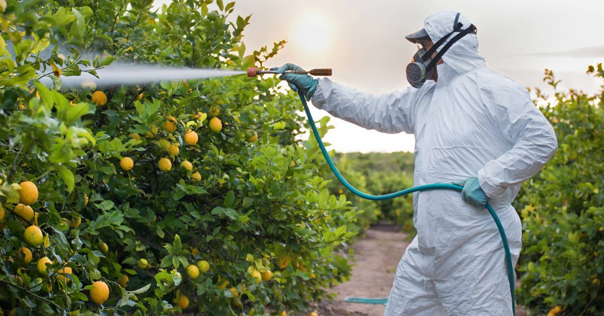 A person wearing a protective suit and mask sprays pesticides on lemon trees in a field during sunse