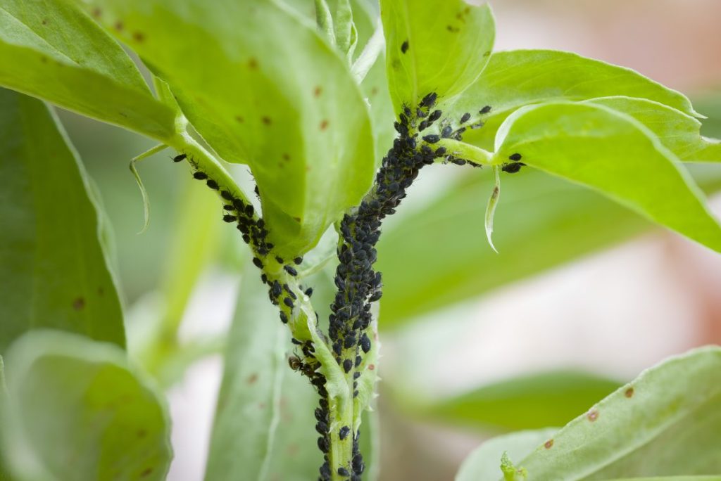 A view of insects moving on a plant