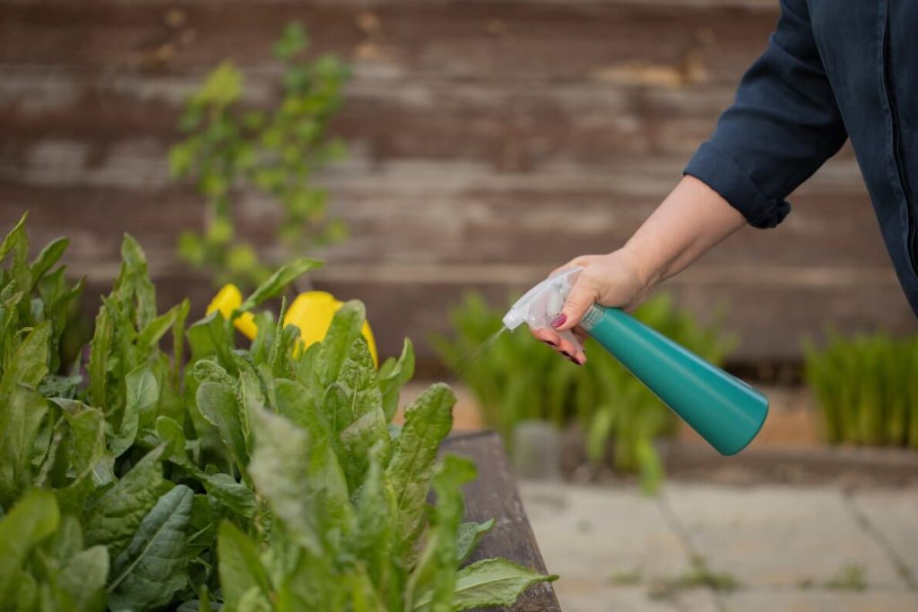 A view of spraying plants