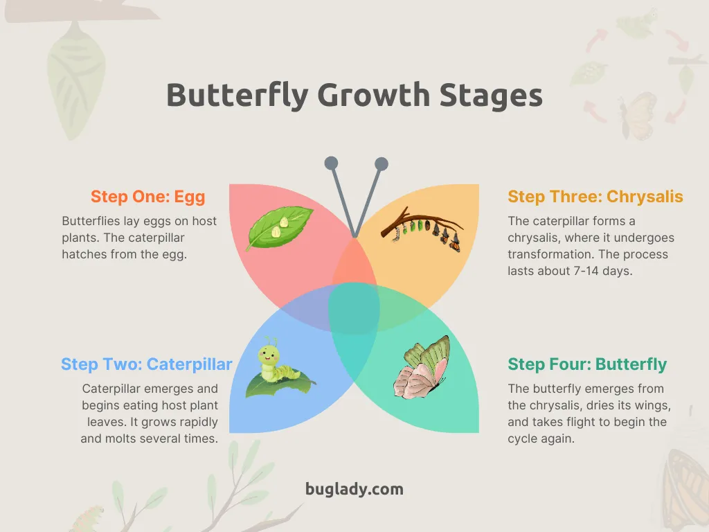 Butterfly Growth Stages Infographic