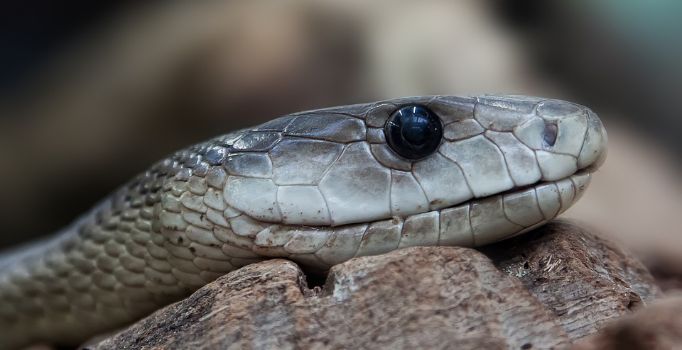 Close-up of a snake’s head with smooth gray scales, dark eye, and detailed facial features resting