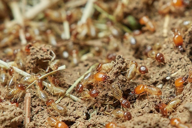 Close-up of termites feeding on wood, showing their pale bodies and orange heads