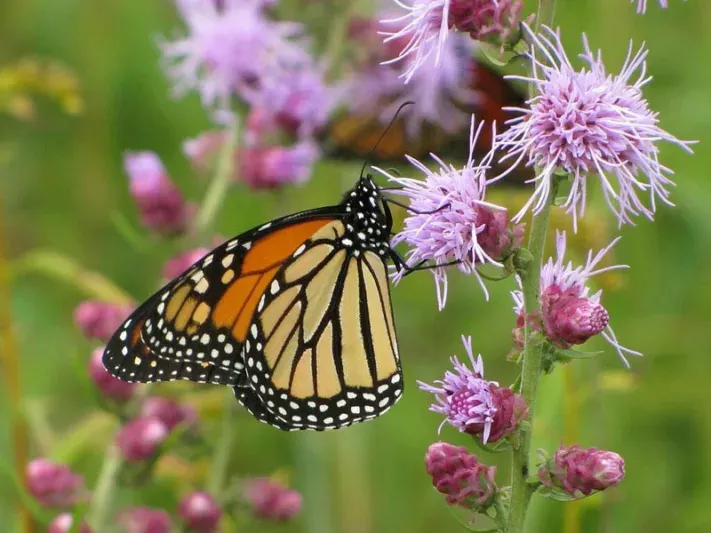 Monarch sucking nectar from plant