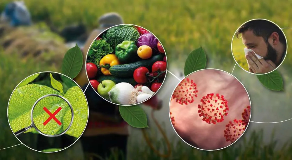 Pesticide effects on crops, fresh vegetables, human health, and disease risk