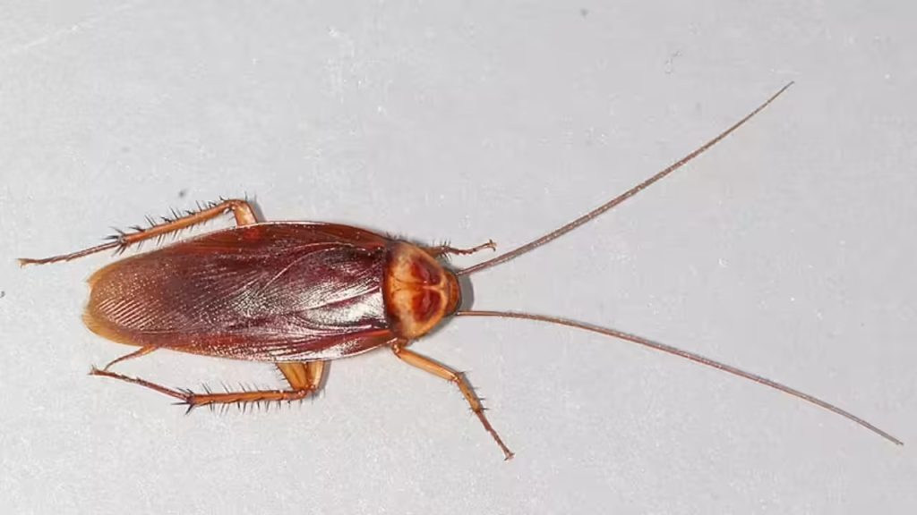 a cockroach on a surface