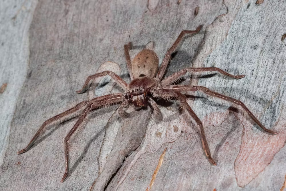 a spider on a surface