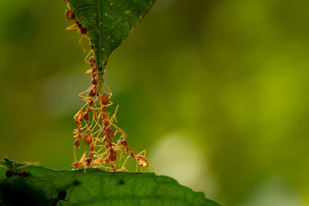 group of ants holding on to a leaf