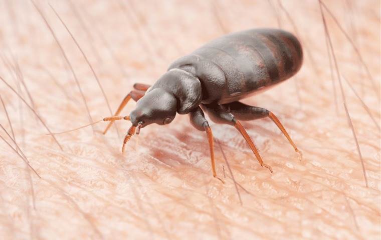 zoomed in view of an insect