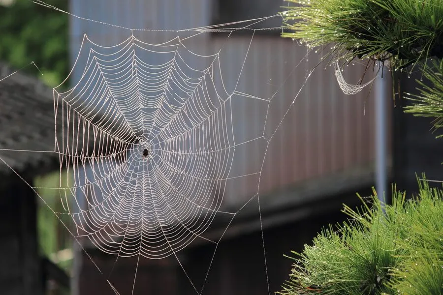 A close view of spider web