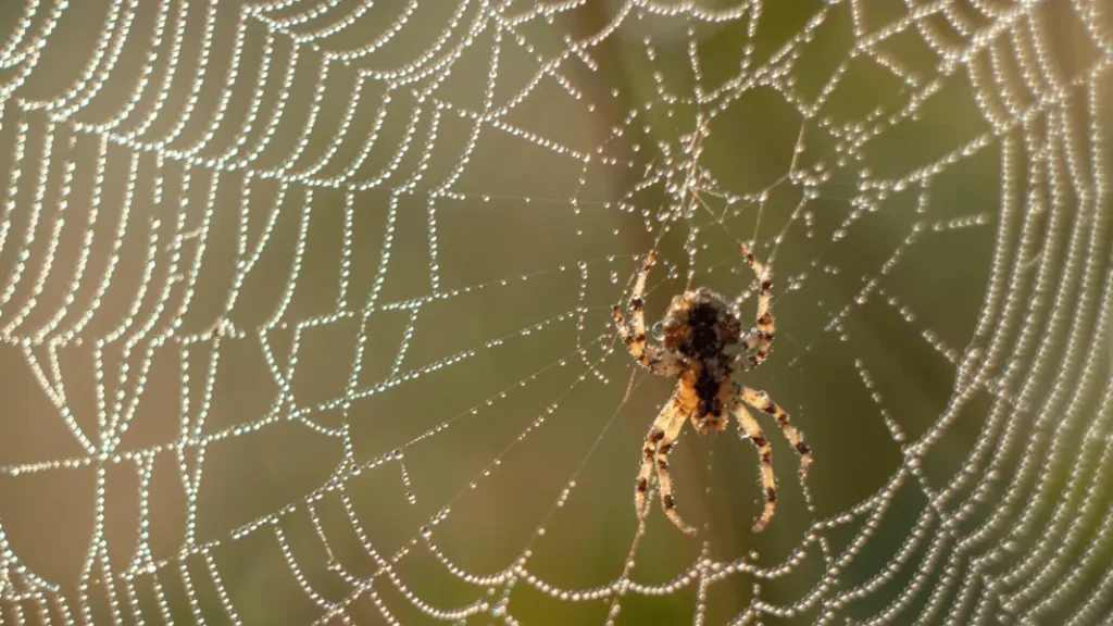 A view of a large spider hung by a web