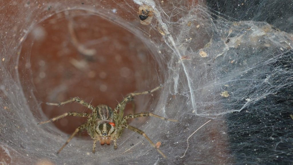 A view of grass spider crawling inside a spider web hole