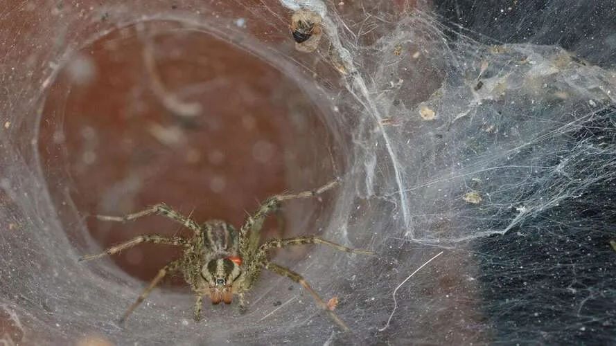 A view of grass spider crawling inside a spider web hole