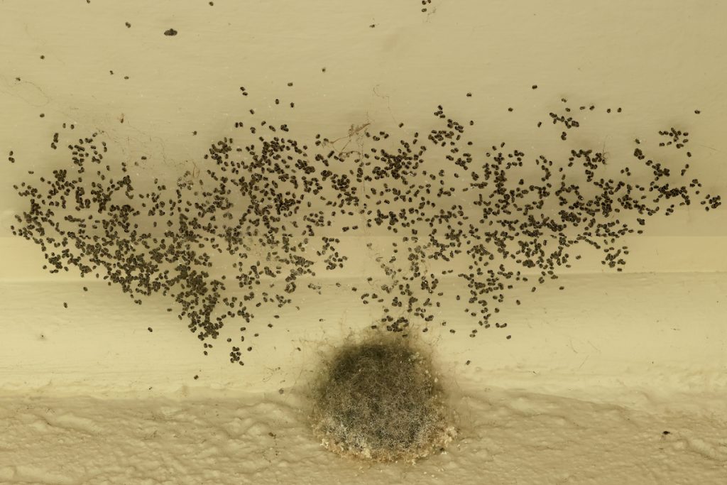 A view of multiple spiders crawling inside a nest