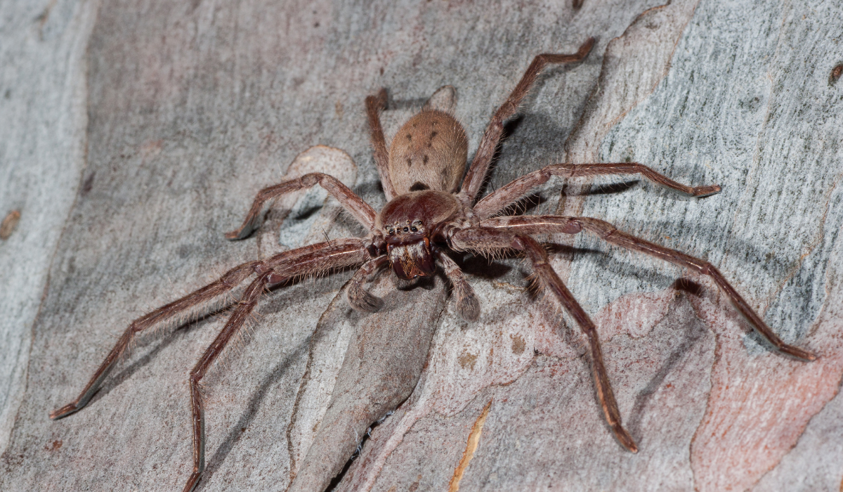 A view of a spider on a rock