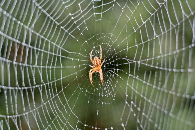 A view of a spider on a web