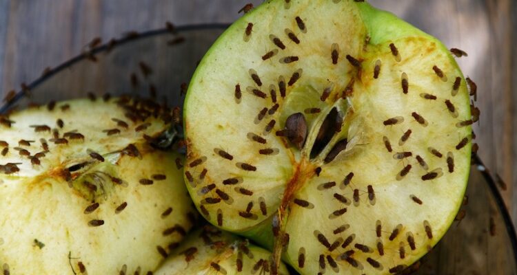 A view of fruitflies on an apple
