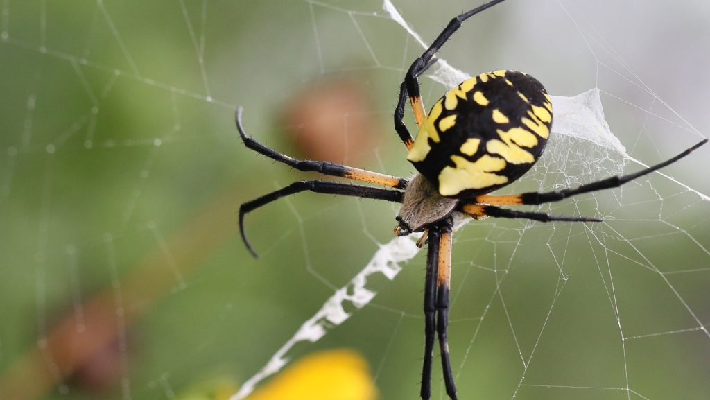 A view of spider on a web