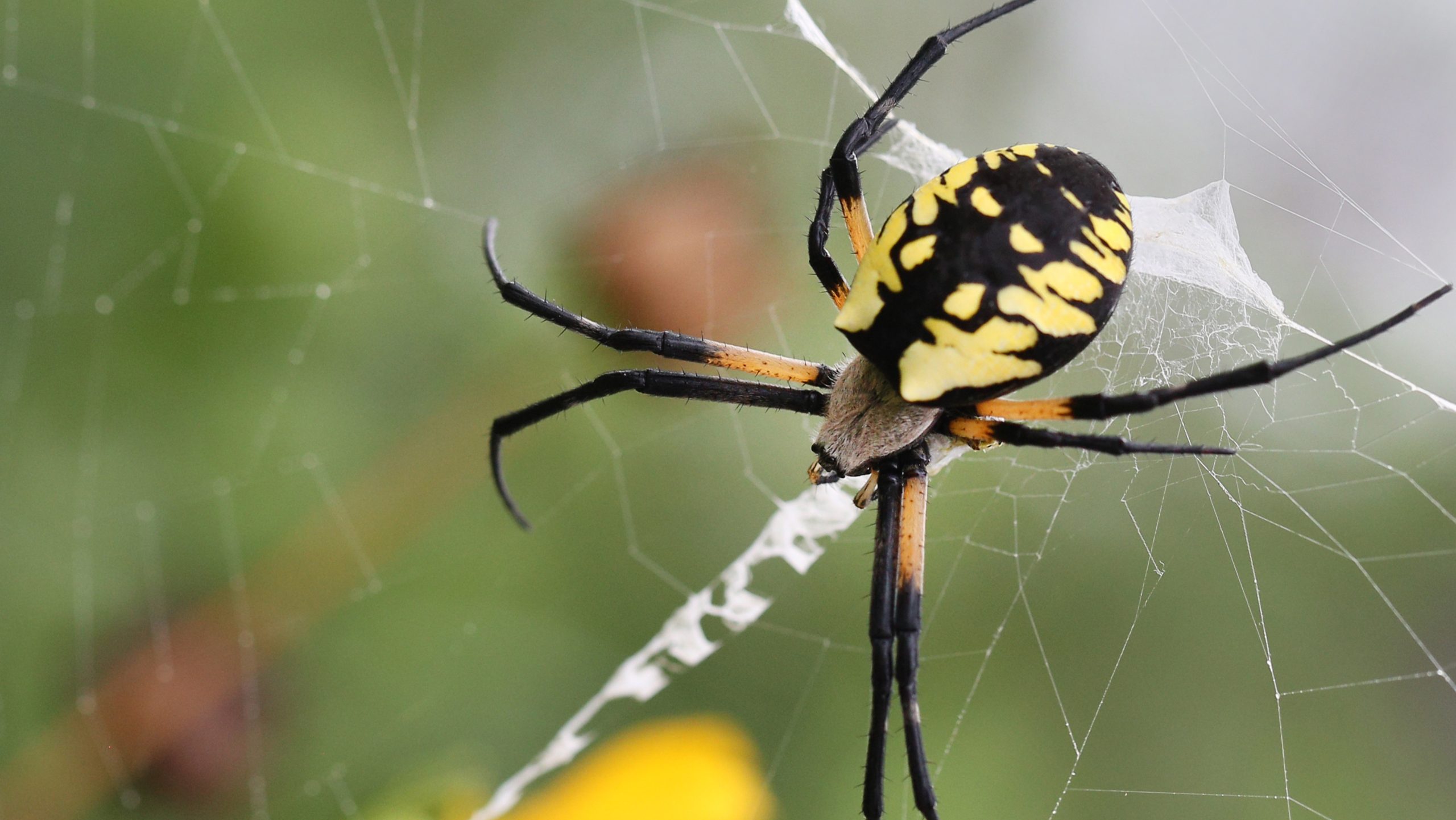 A view of spider on a web