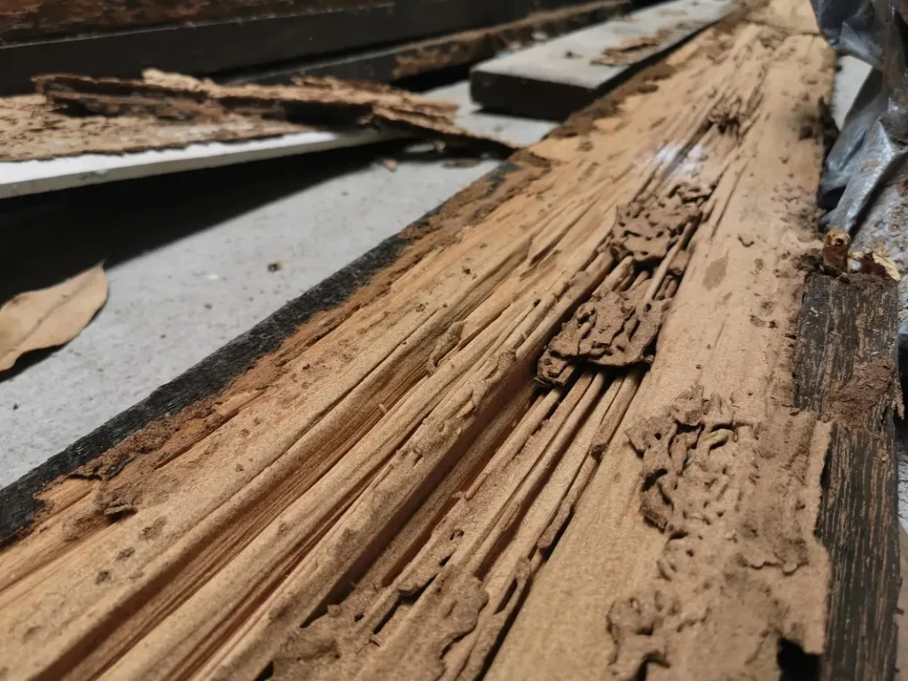 Termite-damaged wood with mud tunnels