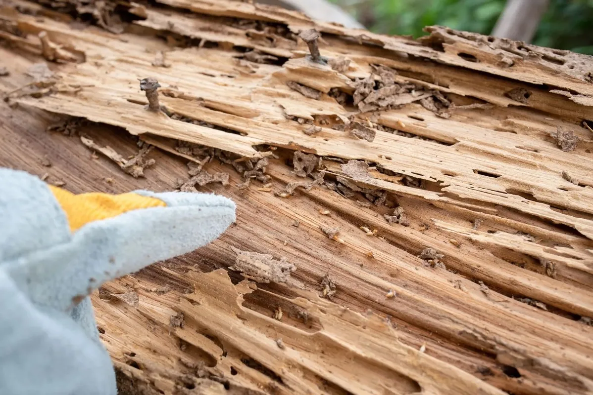 Termite-damaged wood with visible tunnels