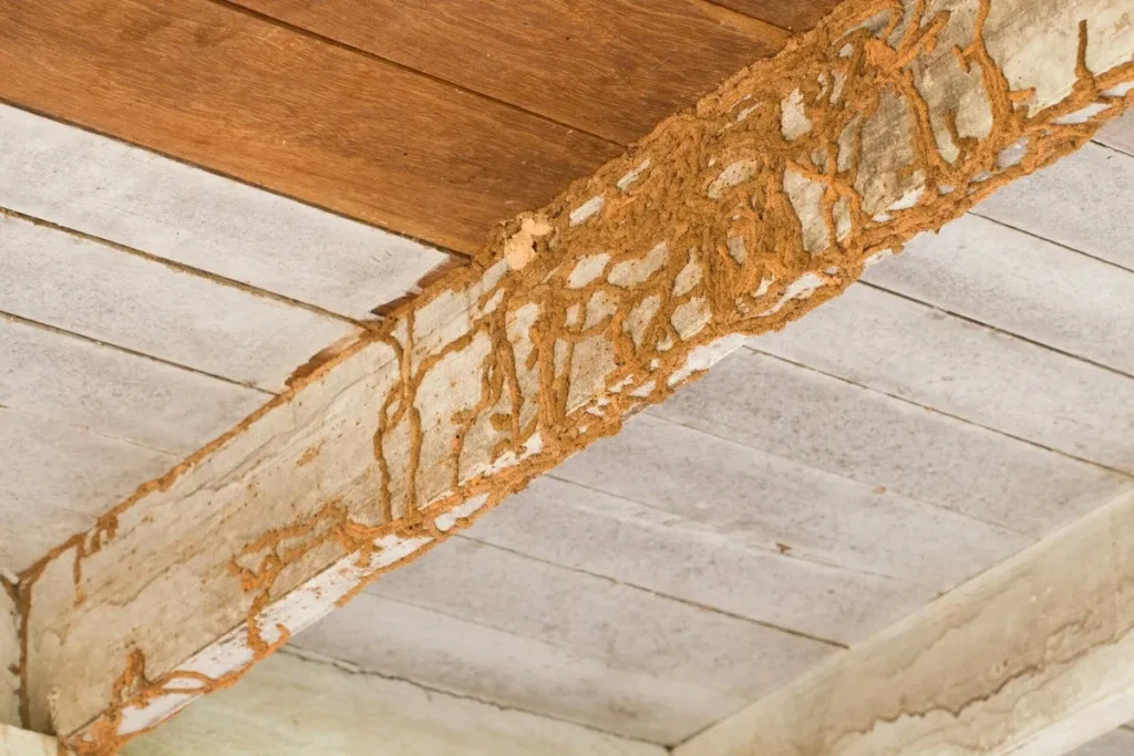 Termite mud tubes on wooden beam