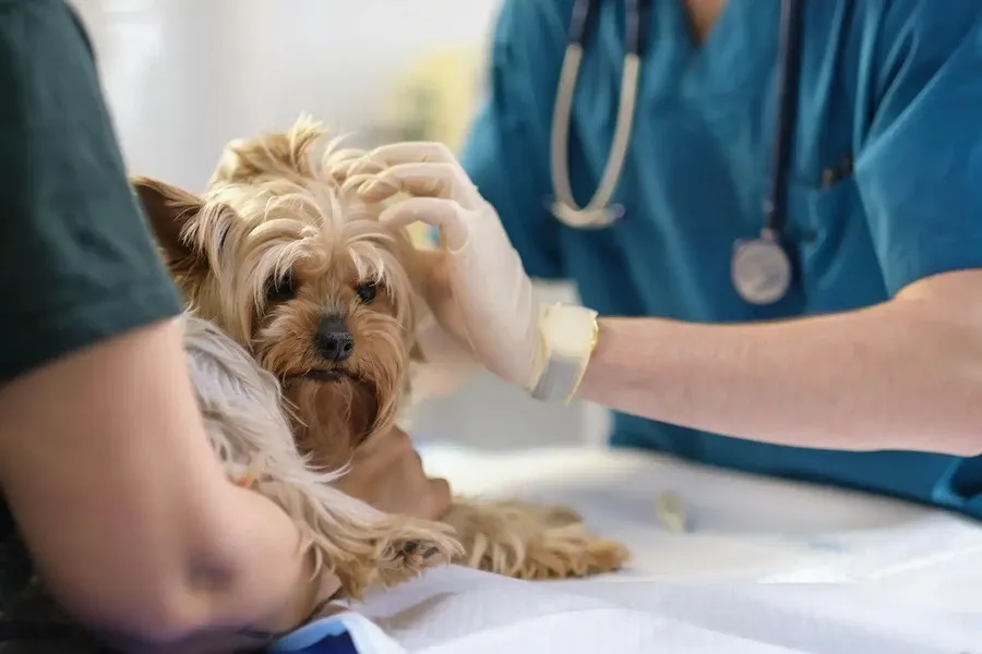 Veterinarian examining small dog at clinic