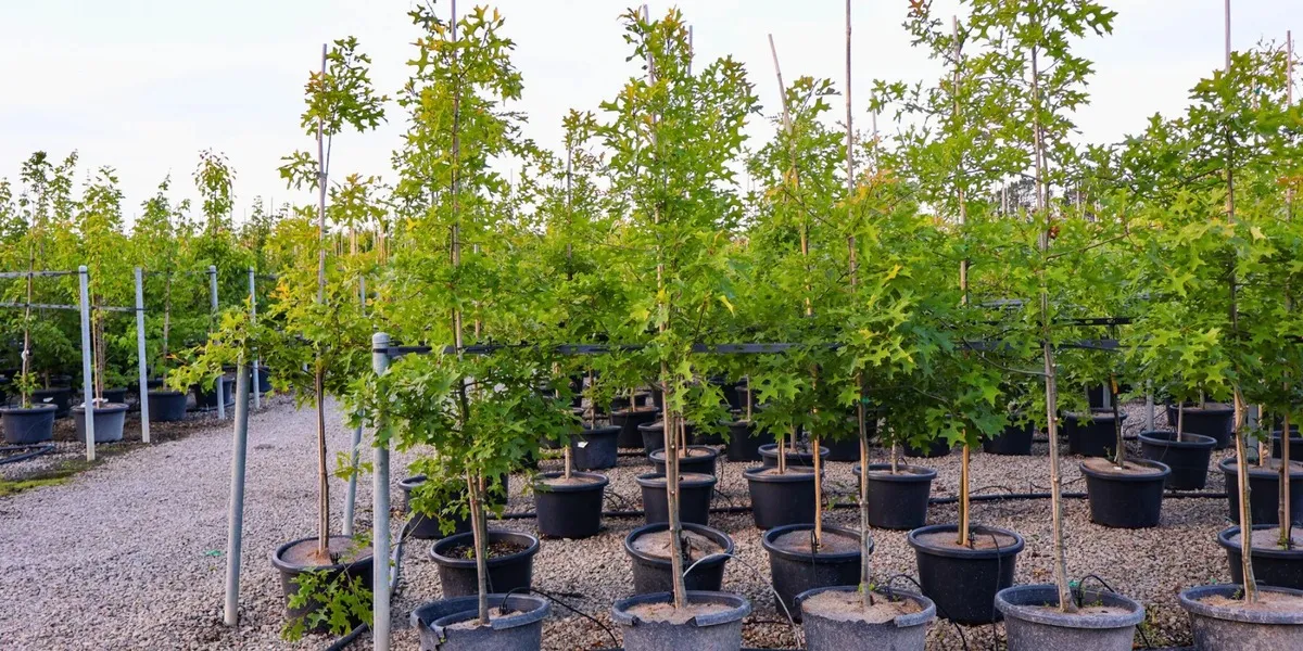 Young trees growing in black nursery pots arranged in rows.