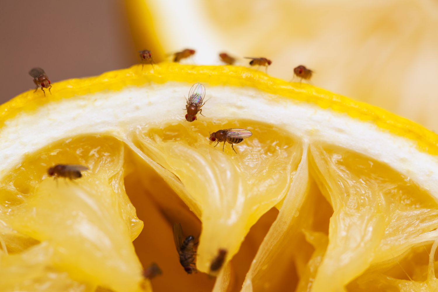 a number of fruit flies on a fruit