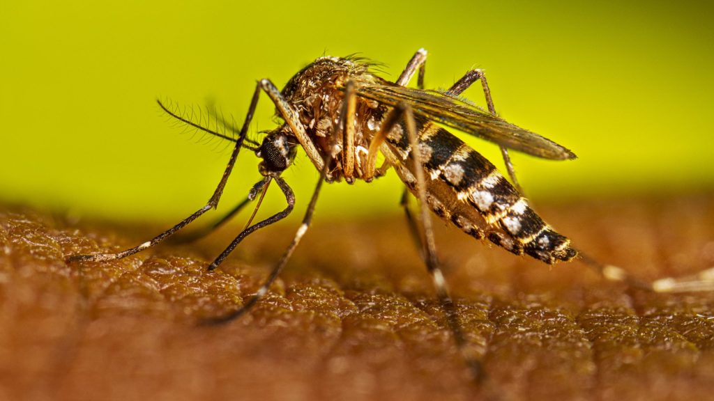 close up of a dengue mosquito on a surface
