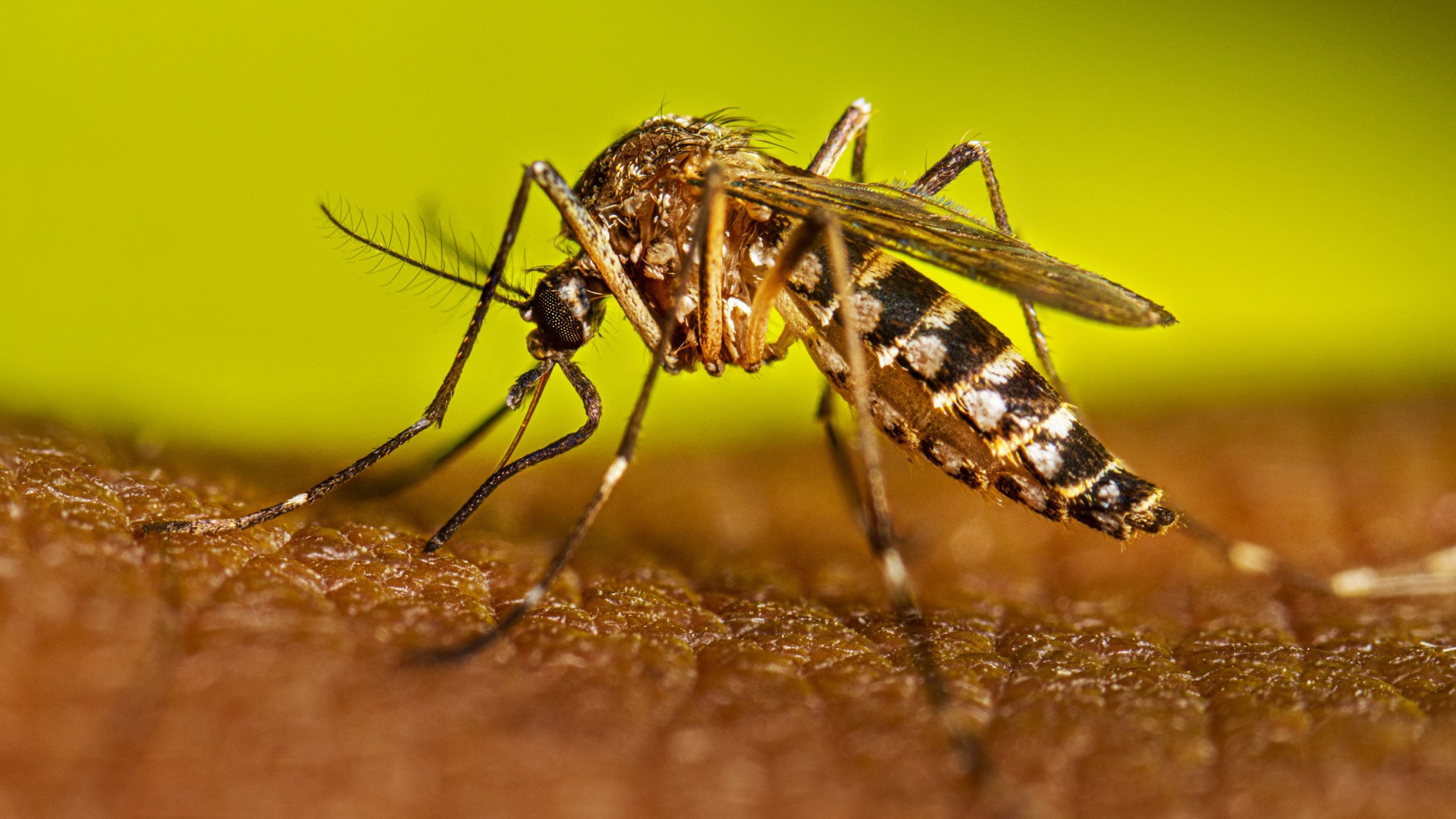 close up of a dengue mosquito on a surface