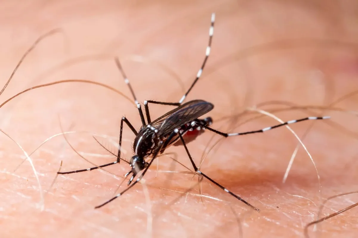 close up of a dengue mosquito