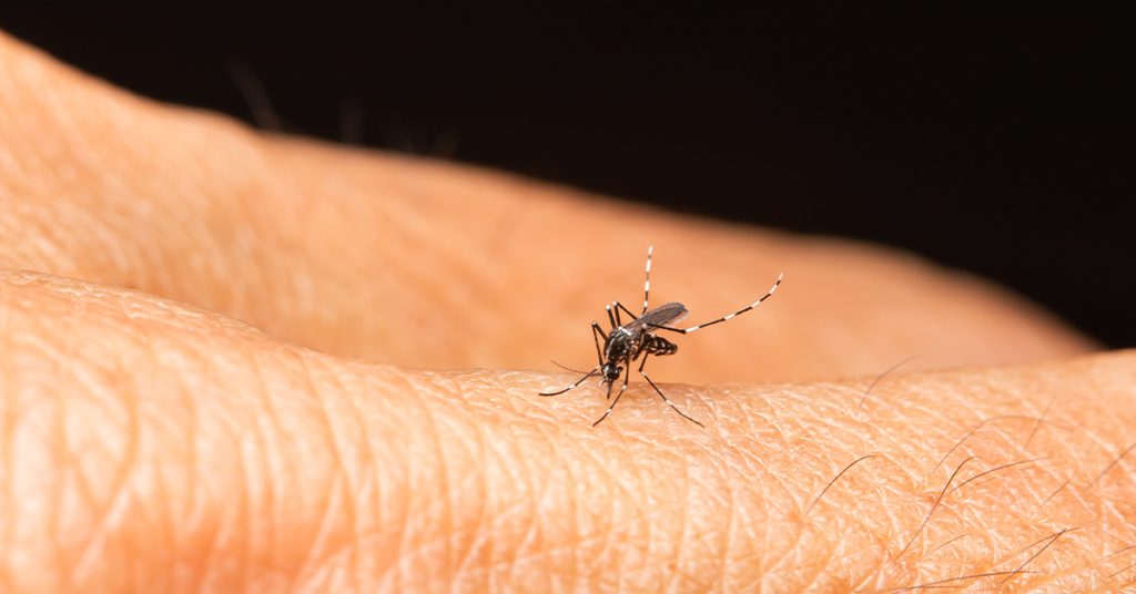dengue mosquito biting on human skin
