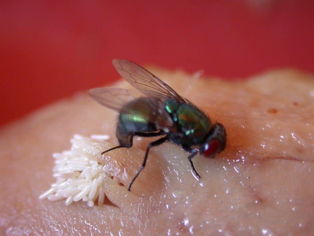 fly laying eggs