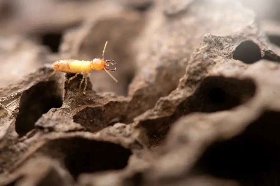 flying subterranean termites difference