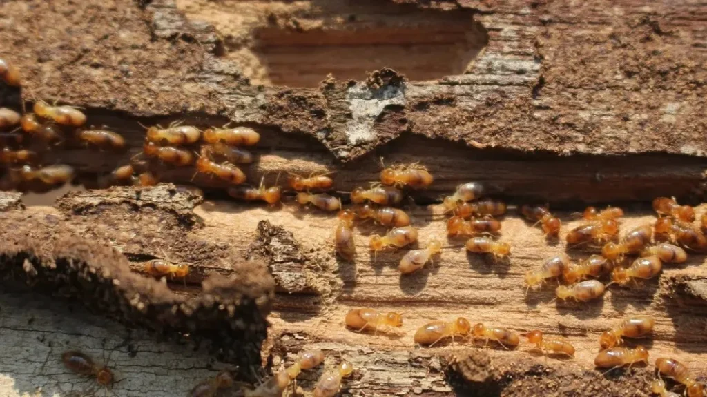 termite infestation on a property