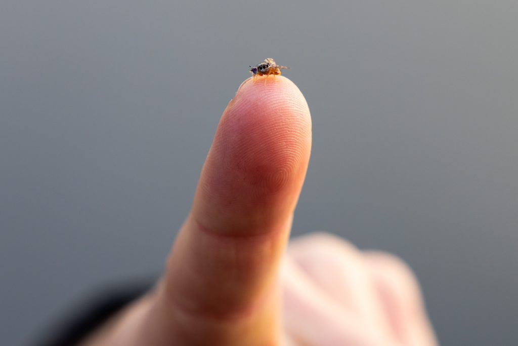 view of a fruit fly on a finger