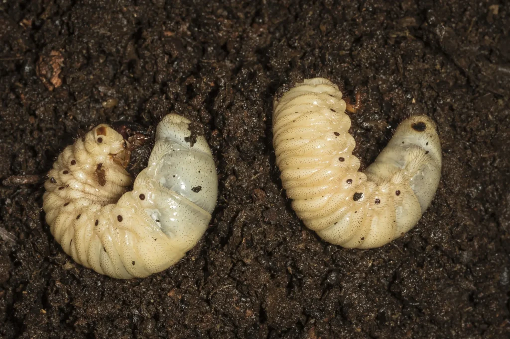 2 grubs in wet soil