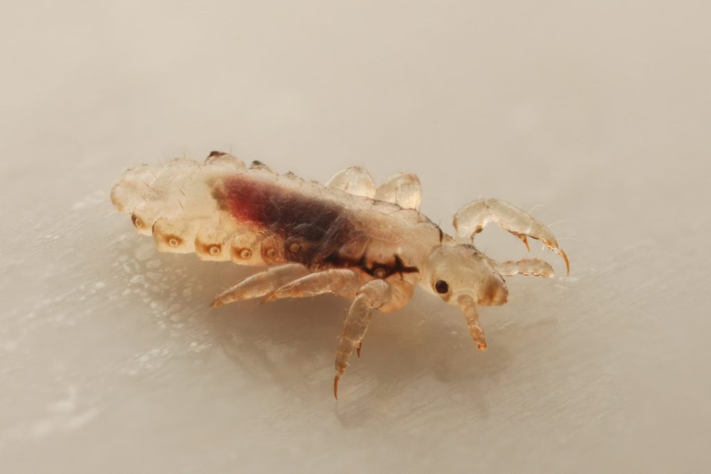 A close-up image of a louse, showing its detailed body structure.
