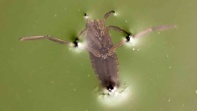 A close-up of a backswimmer bug swimming upside down in pool water.