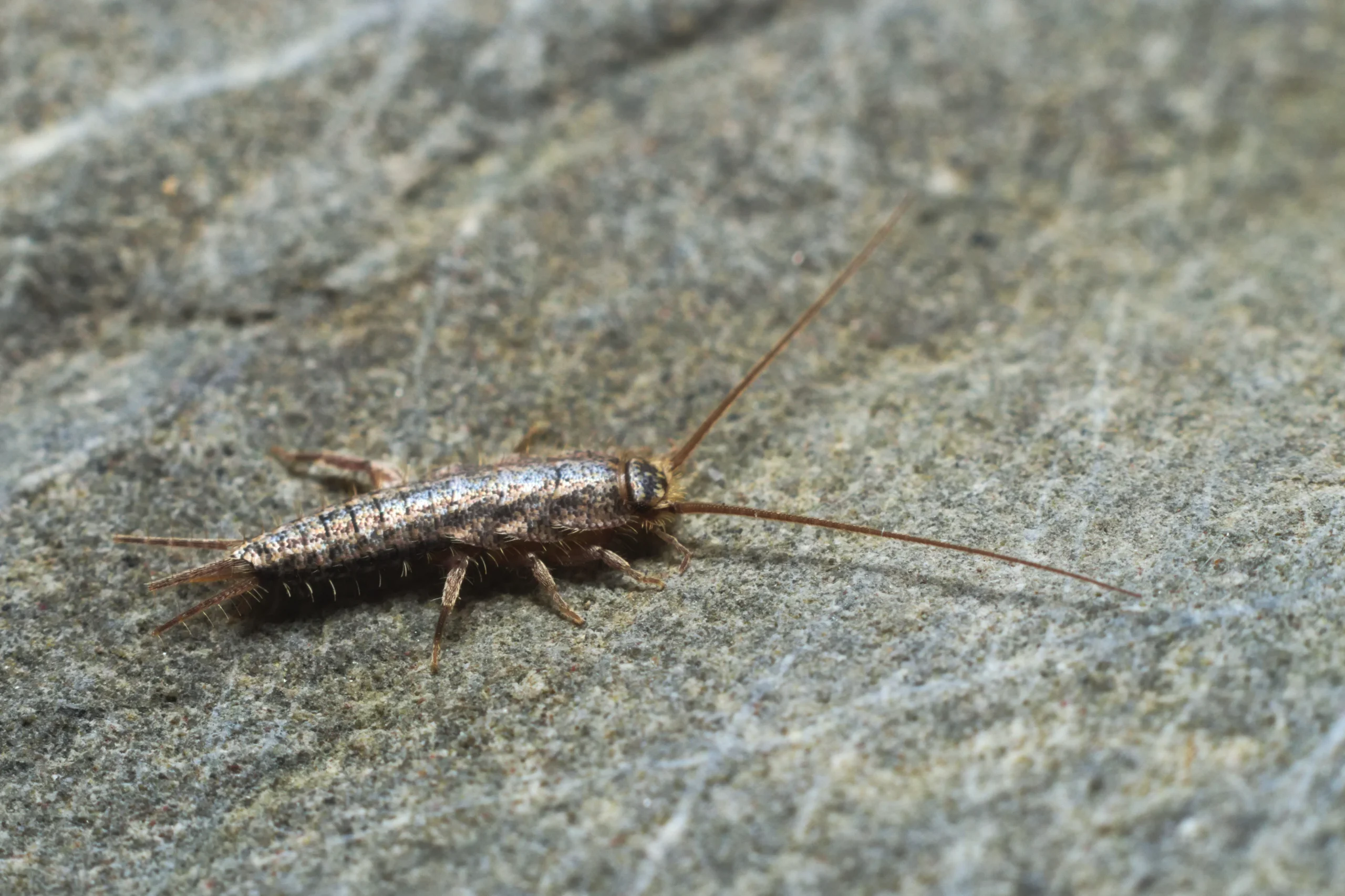 A close-up of a silverfish insect on a stone surface.