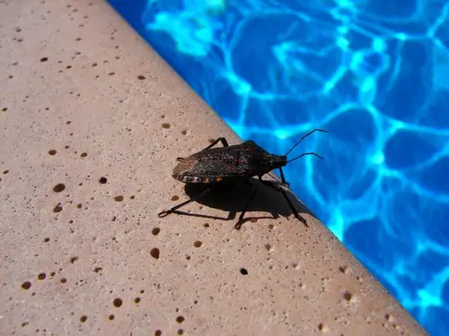 A close-up of a stink bug on the edge of a pool with clear blue water in the background.