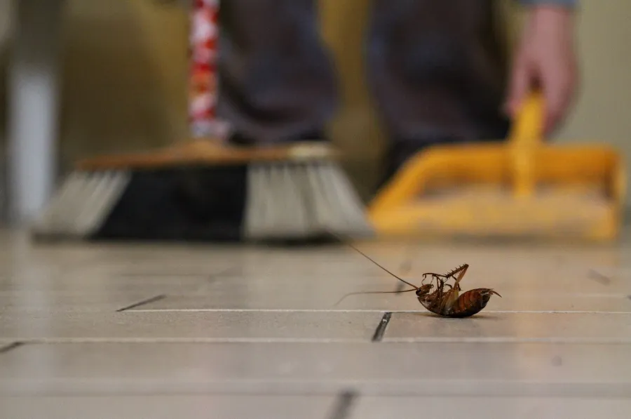A cockroach on its back on a tiled floor, with a broom and dustpan in the background.