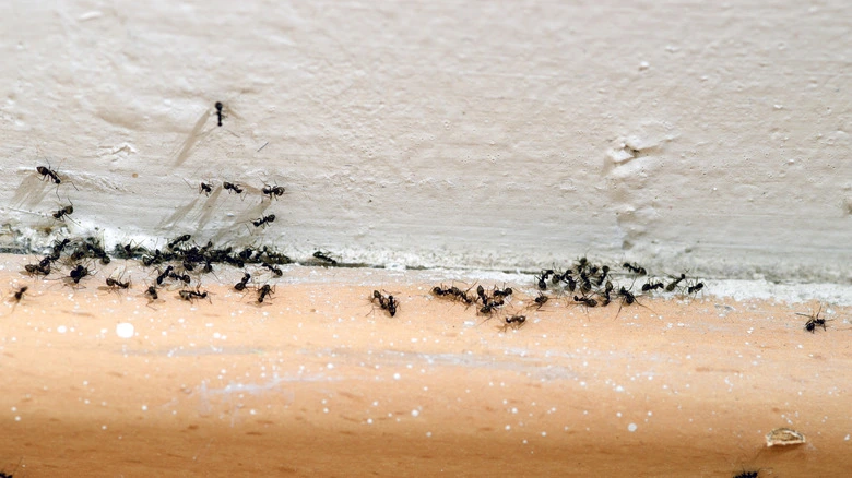 A group of ants crawling along a wall near the baseboard.