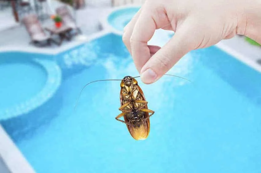 A person holding a giant water bug (toe biter) above a swimming pool.