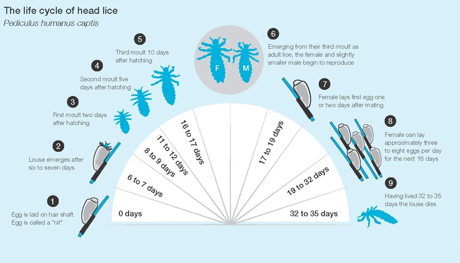 An infographic illustrating the life cycle of head lice (Pediculus humanus capitis), detailing each stage from egg to adult louse.