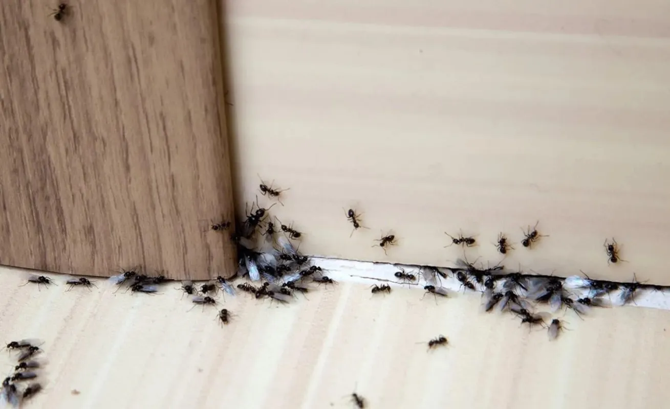 Ant infestation along a floor corner.