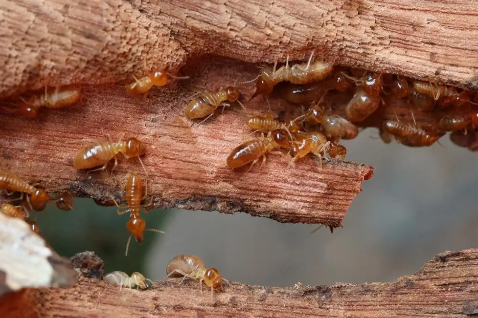 Close-up image of termites feeding on wood, showing a group of termites inside the wood, with visible damage.