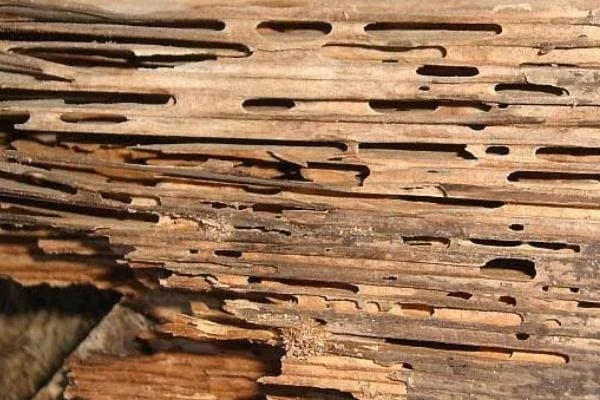 Close-up image of wood showing damage caused by termites, with hollowed-out tunnels and grooves.