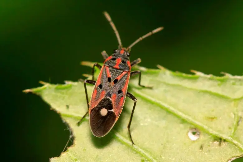 Close up of a Chinch Bugs